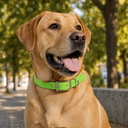 HappyMax CleanWalk Dog Collar